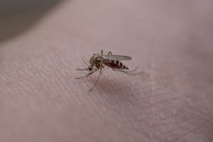mosquito, insect, skin-6396370.jpg